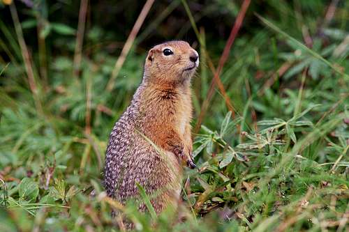 Willy, the Arctic ground squirrel