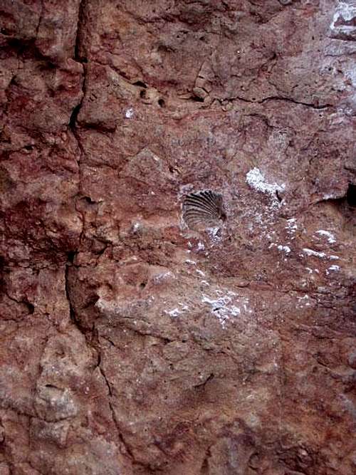 Fossil Brachiopod