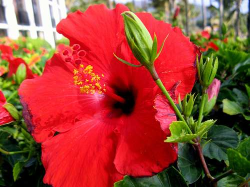 Kauai  Flower