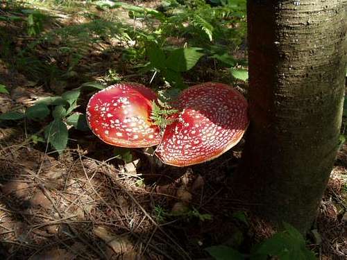 Poisonous Mushrooms (Amanita muscaria)