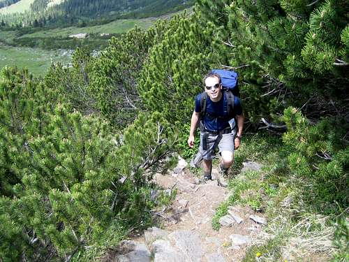 Steep ascent through mountain pines