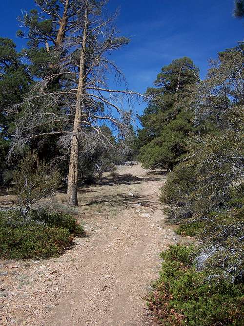 Sugarloaf Mountain trail