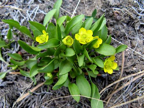 Ranunculus alismifolius, High Meadows, Carson Range