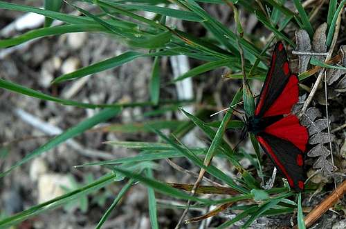 Red Moth/Butterfly