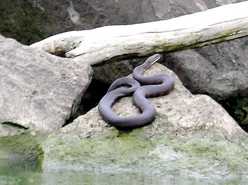 Erie Water Snake