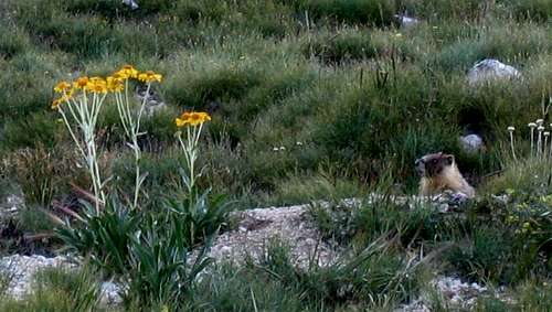 Marmot & Yellow Flowers