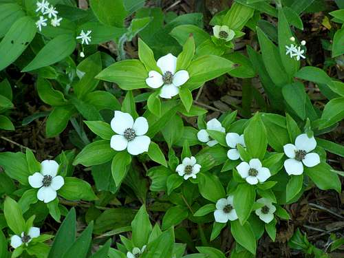 Bunchberry (Canadian Dogwood)