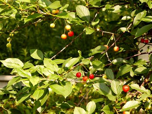 Wild cherry fruits (Vadcseresznye)