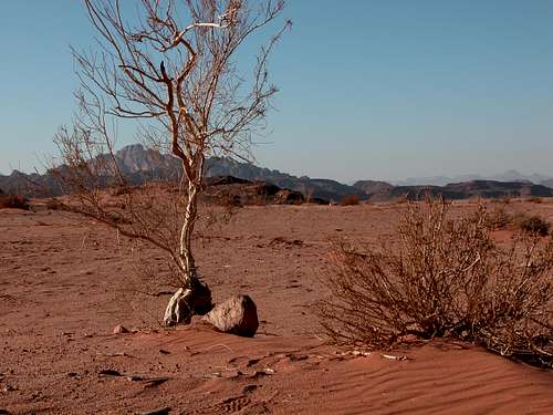 Resting life in desert