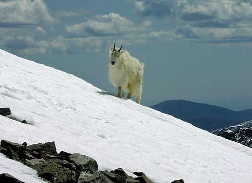 Mountain goat on Torreys Peak