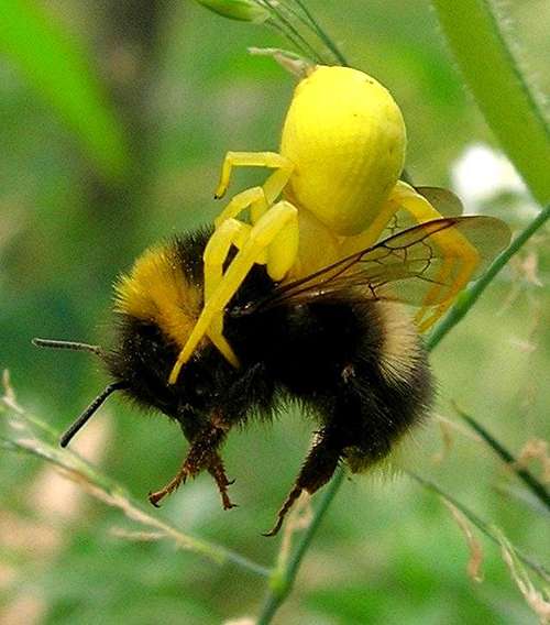Goldenrod crab spider killing Bumble Bee
