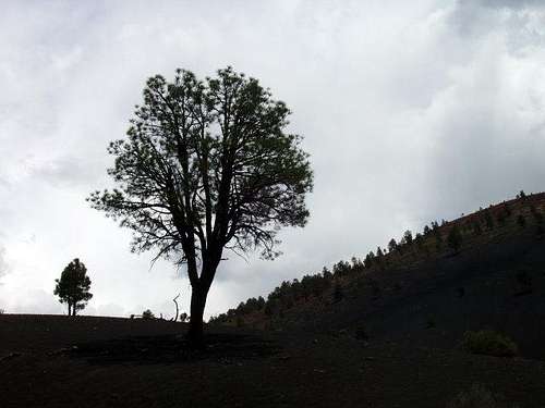 Tree Silhouette at Sunset Crater