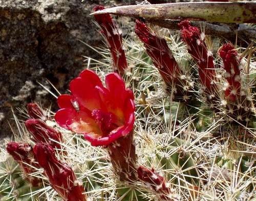 Beautiful Cactus Flowers