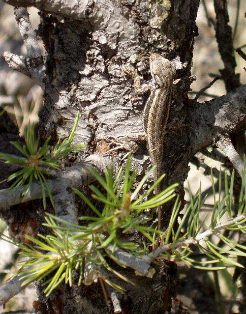 Walnut Canyon Lizard