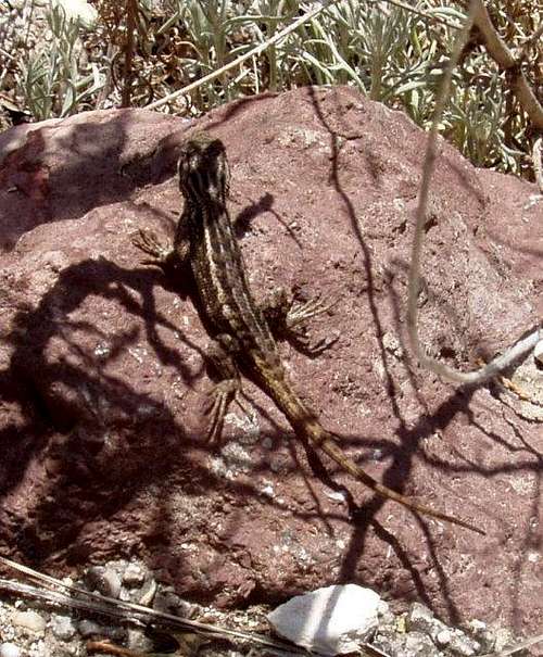 Another Walnut Canyon Lizard