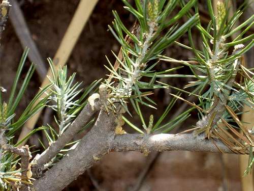 Pinyon Pine Needles
