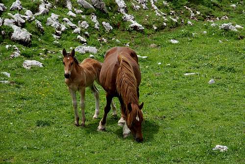 Wild horses in Valle Venacquaro