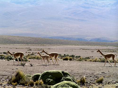 Vicuñas, on the High Plain