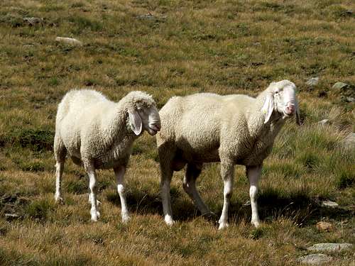 Sheep near Vent