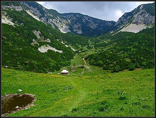 Koren alpine meadow