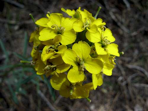 Sierra Wallflower, Erysimum capitatum
