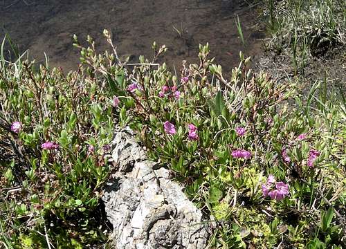 Alpine Laurel flowers