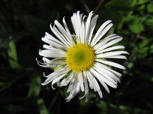 Coulter's Daisy, Erigeron coulteri