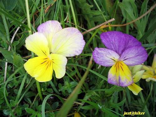 Flowers of Dinaric Alps, Cvrsnica