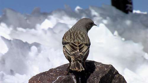 Bird on the summit