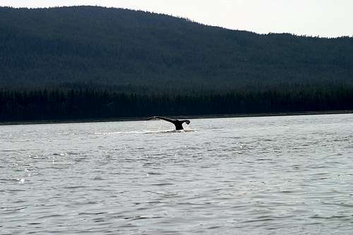 Whale Tail in Juneau