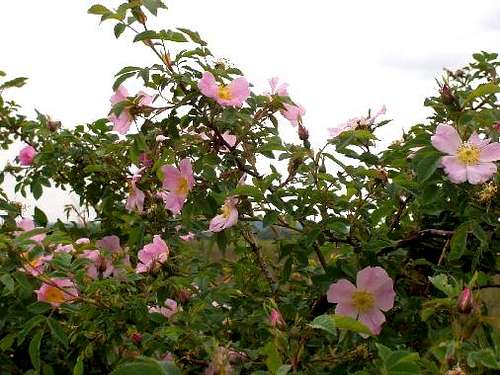 Blossoming Shrub