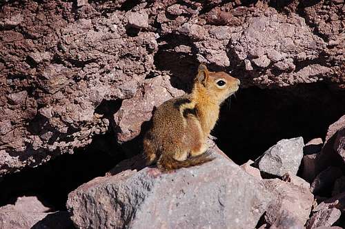 This is Lassen Peak's Buster the attack squirrel's friendlier cousin, Nutty