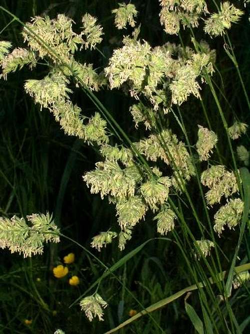 Orchard Grass