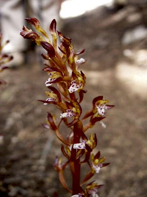 Spotted Corralroot Orchid