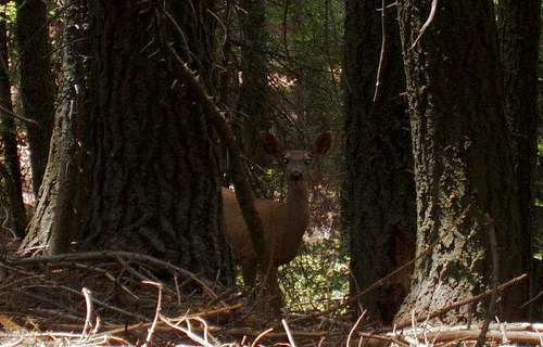 Deer in the Packsaddle Grove