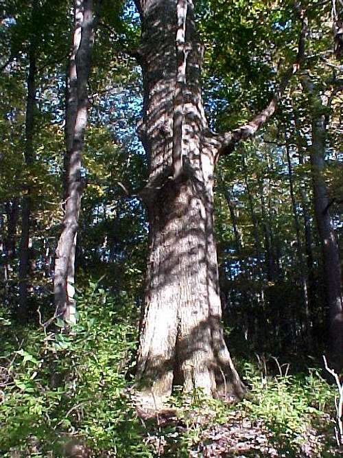 Pre european oak with beech...