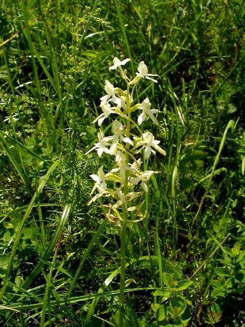 Butterfly Orchid.