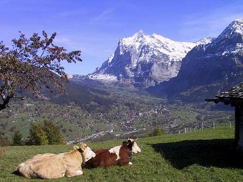 Wetterhorn with Grindelwald