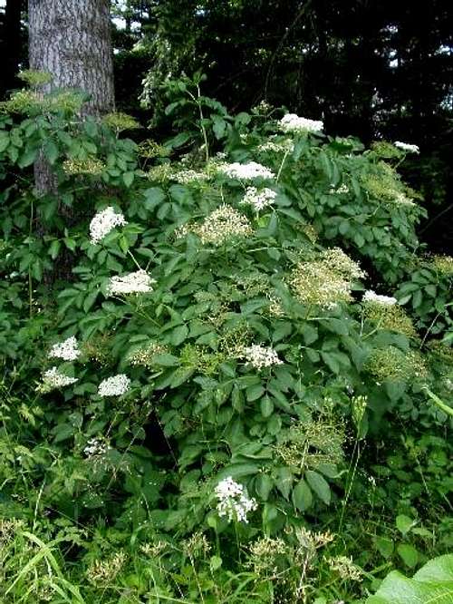 Blossoming Shrub