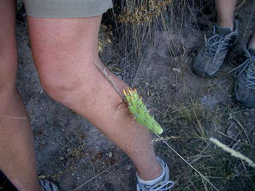 Watch Out For Cactus
