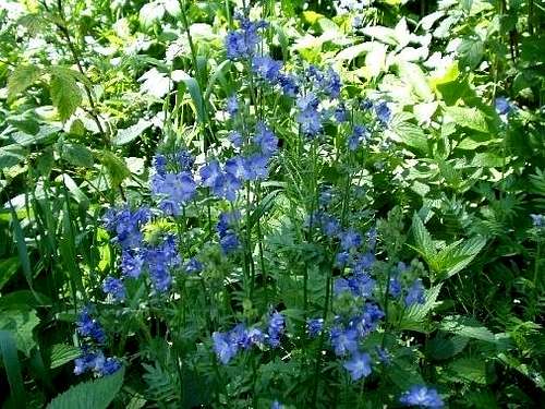 Greek Valerian