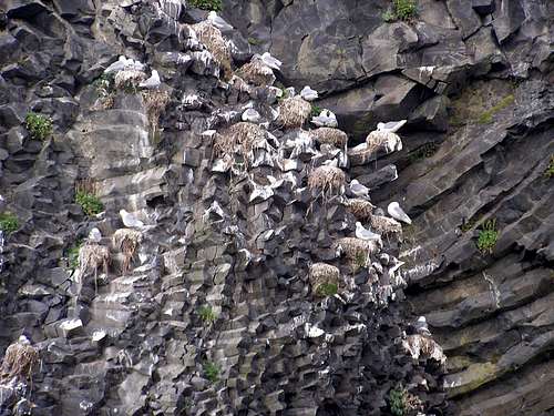 Cliff birds