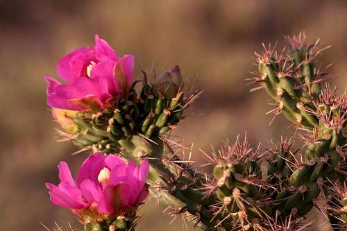 Beautiful Cacti Flowers