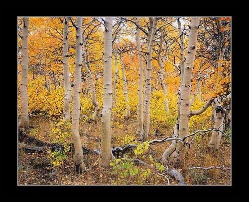 Twisted Red Aspen Grove