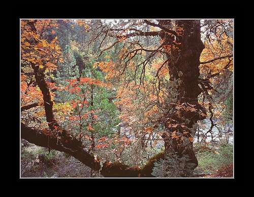 Fall color of a Black Oak