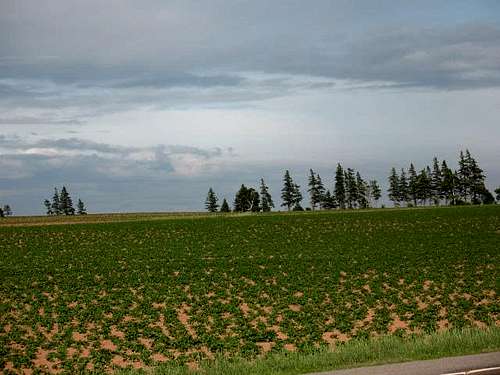 Potato field