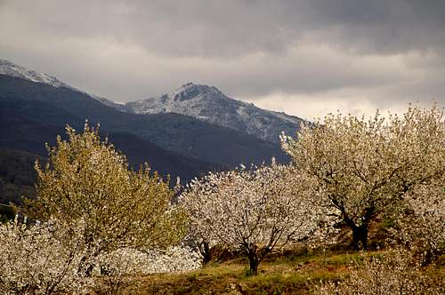 Spring in Valle del Jerte