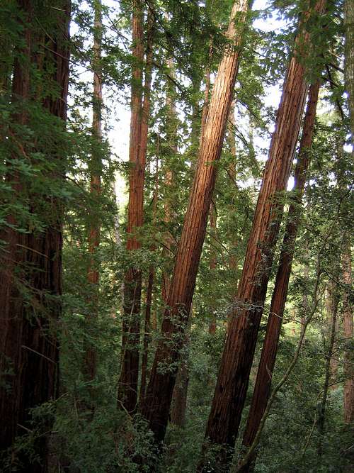 Leaning Redwoods