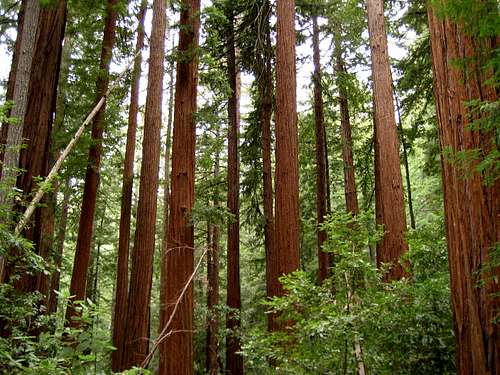 Redwood Grove