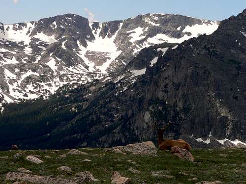 An Elk taking in the view